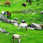 Khaptad-National-Park